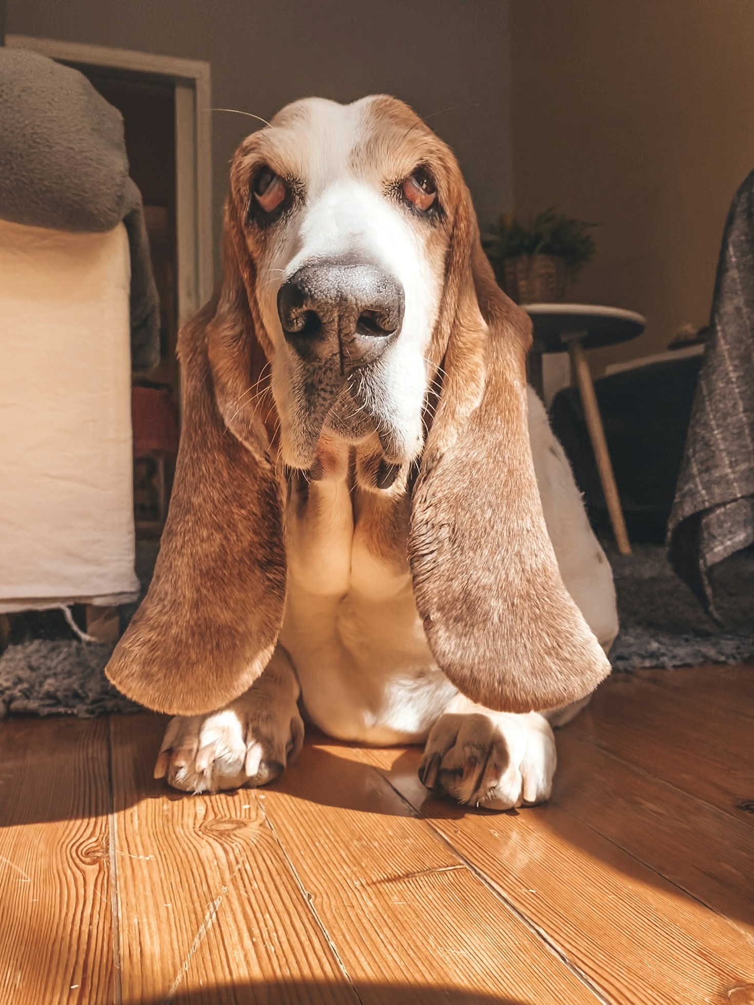 How Basset Hounds Steal Hearts and Beds
