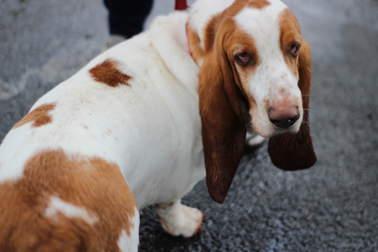 Why Basset Hounds Are the Best Companions