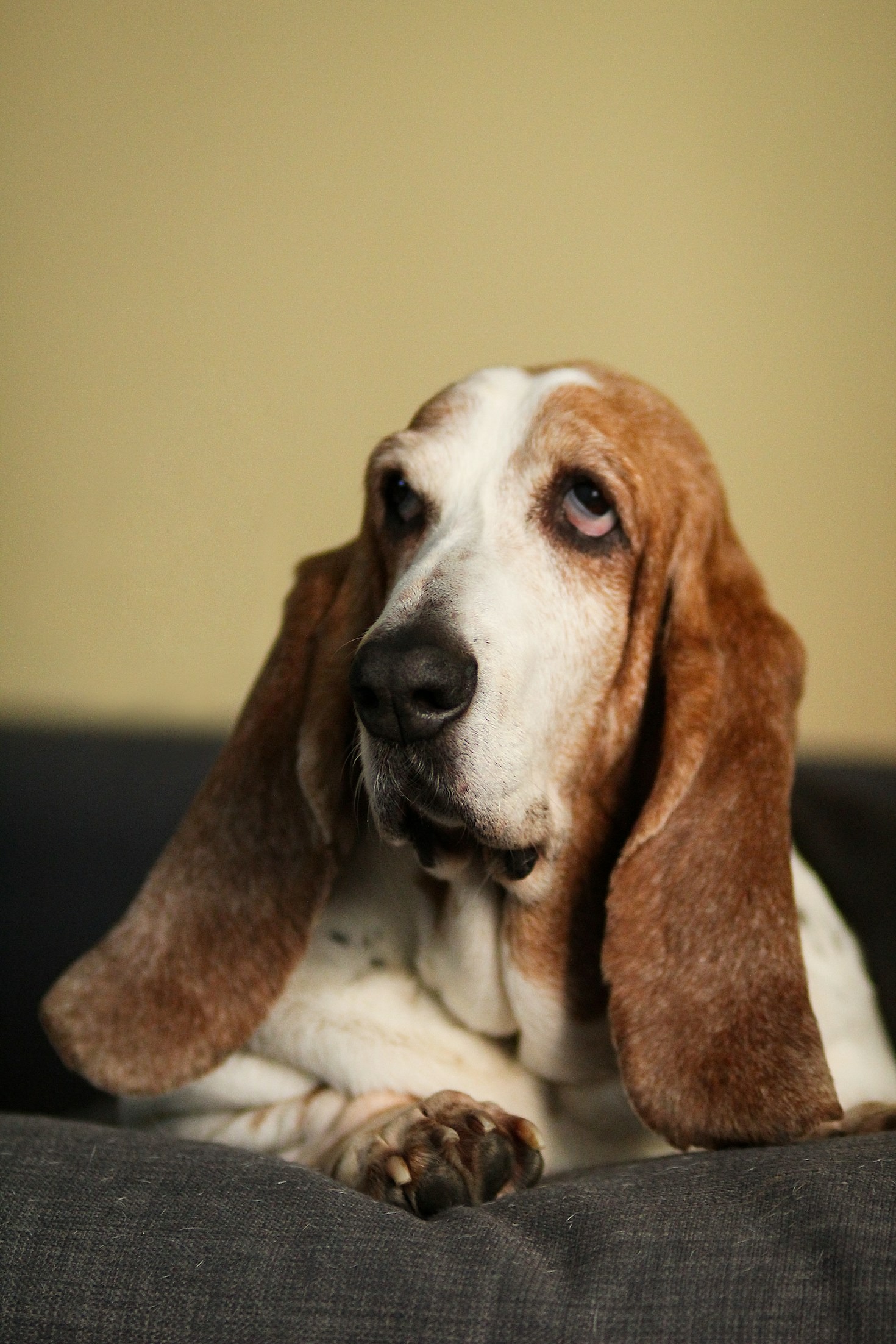 The Unique Charm and Challenges of Basset Hound Living